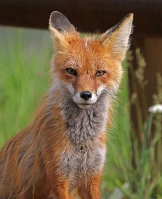 Red Fox 2024-07-23