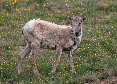 Rocky Mountain Bighorn Sheep 2024-07-15