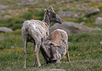 Rocky Mountain Bighorn Sheep 2024-07-15