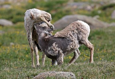Rocky Mountain Bighorn Sheep 2024-07-15