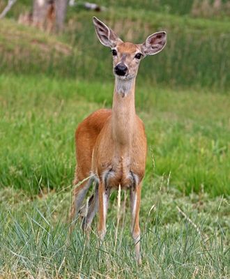 White-tailed Deer 2024-07-01