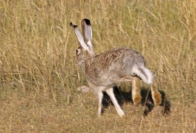 White-tailed Jackrabbit 2024-07-16