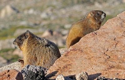 Yellow-bellied Marmot 2024-07-15
