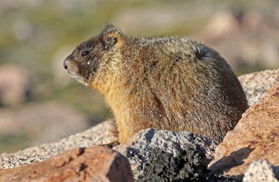 Yellow-bellied Marmot 2024-07-15