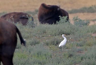 Cattle Egret 2024-08-13