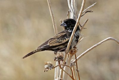 Lark Bunting 2024-08-13