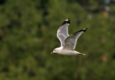 Short-billed Gull 2024-08-11