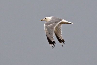 Short-billed Gull 2024-08-11