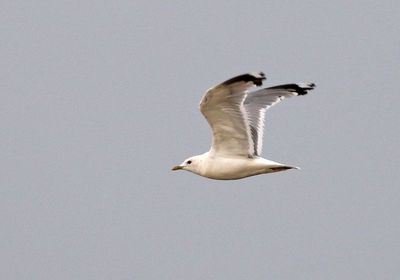 Short-billed Gull 2024-08-11