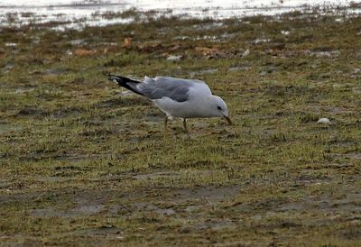 Short-billed Gull 2024-08-11