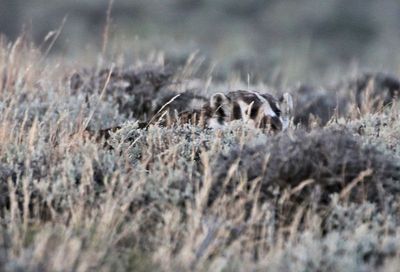 American Badger 2024-07-29