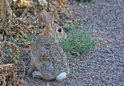 Eastern Cottontail 2024-08-13