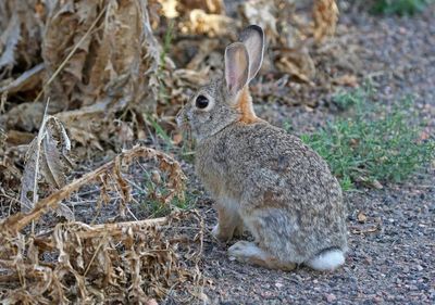 Eastern Cottontail 2024-08-13