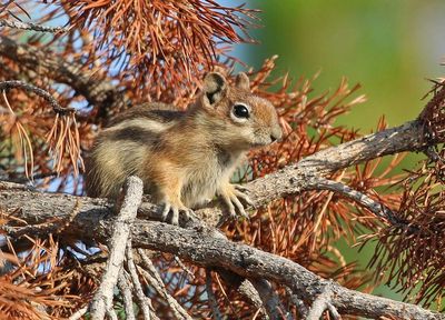 Golden-mantled Ground Squirrel 2024-07-31