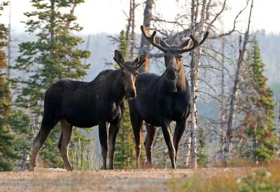 Moose 2024-07-31