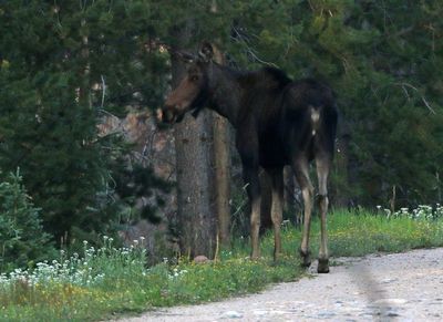 Moose 2024-07-31