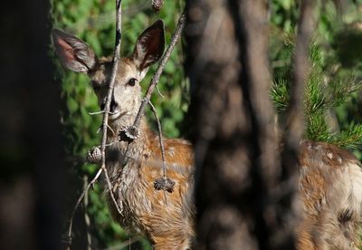 Mule Deer 2024-08-16