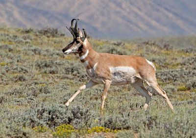 Pronghorn 2024-07-29