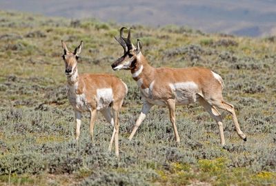 Pronghorn 2024-07-29