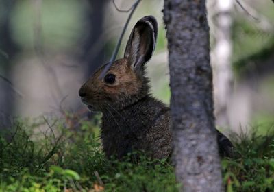 Snowshoe Hare 2024-08-16