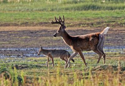 Coyote and White-tailed Deer 2024-08-13