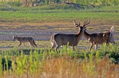 Coyote and White-tailed Deer 2024-08-13