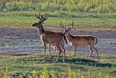 White-tailed Deer 2024-08-13