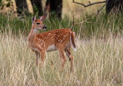 White-tailed Deer 2024-08-13