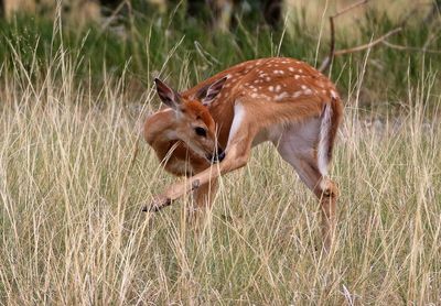 White-tailed Deer 2024-08-13