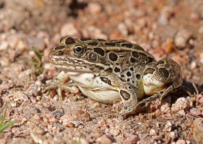 Northern Leopard Frog 2024-07-30