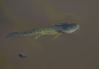 Tiger Salamander 2024-08-16