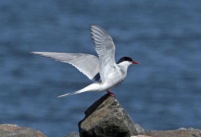 Arctic Tern 2024-09-15