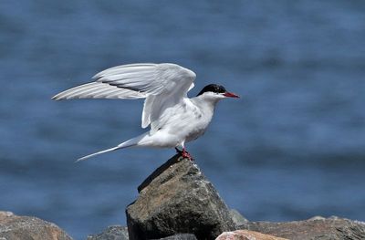 Arctic Tern 2024-09-15