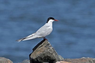 Arctic Tern 2024-09-15
