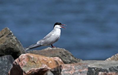 Arctic Tern 2024-09-15