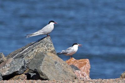 Arctic Tern and Common Tern 2024-09-15