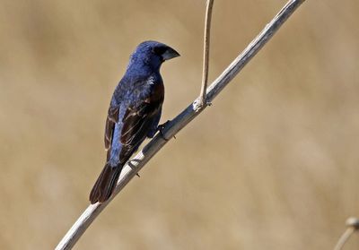 Blue Grosbeak 2024-08-28