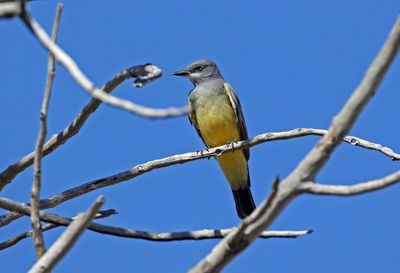 Cassin's Kingbird 2024-09-18