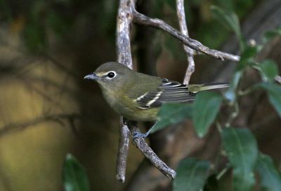 Cassin's Vireo 2024-09-13