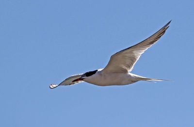 Common Tern 2024-09-15