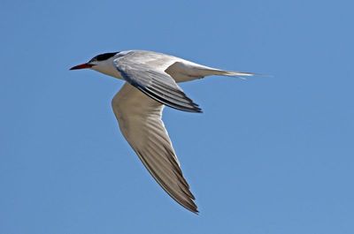 Common Tern 2024-09-15