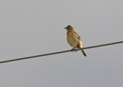 Dickcissel 2024-09-18
