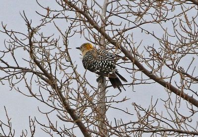 Golden-fronted Woodpecker 2024-09-18