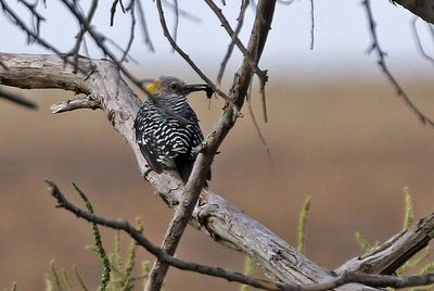 Golden-fronted Woodpecker 2024-09-18