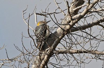 Golden-fronted Woodpecker 2024-09-18