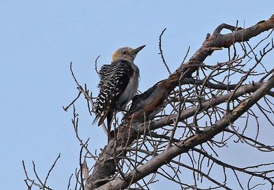 Golden-fronted Woodpecker 2024-09-18
