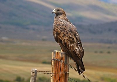 Golden Eagle 2024-09-10