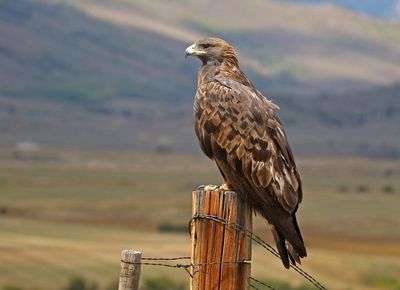 Golden Eagle 2024-09-10
