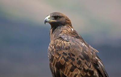 Golden Eagle 2024-09-10