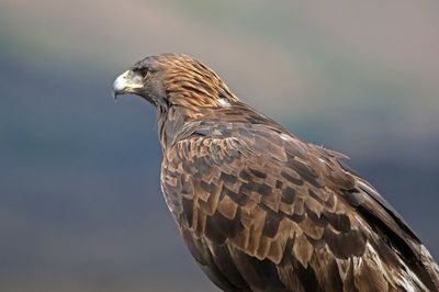 Golden Eagle 2024-09-10